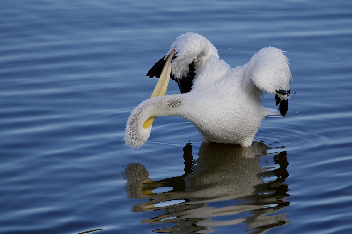 American White Pelican - ML646806129