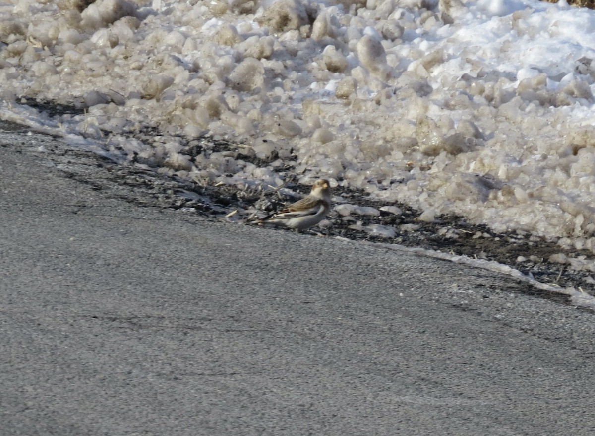 Snow Bunting - ML646806130