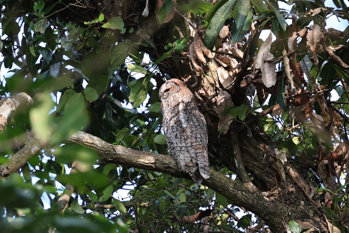 インドモリフクロウ - ML646806134