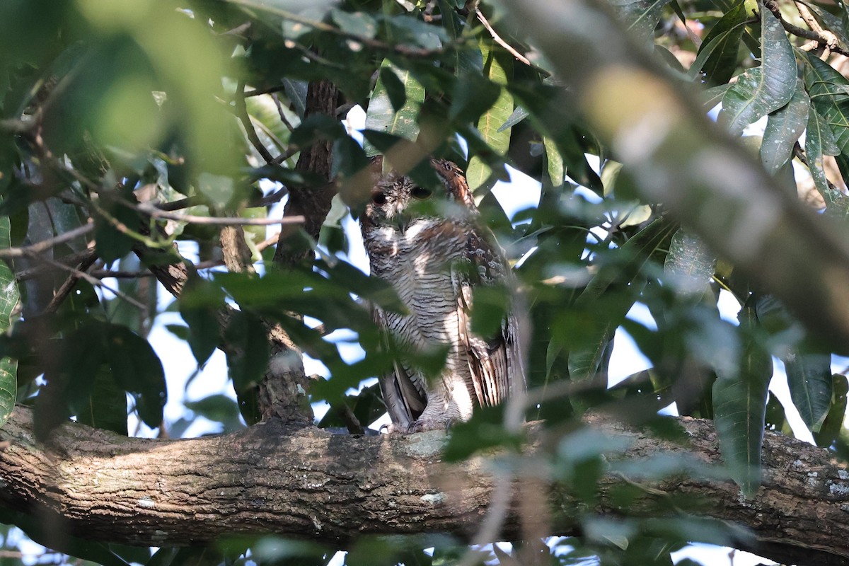 インドモリフクロウ - ML646806135