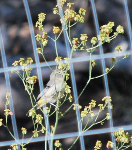 Червоїд жовтоволий - ML646806144