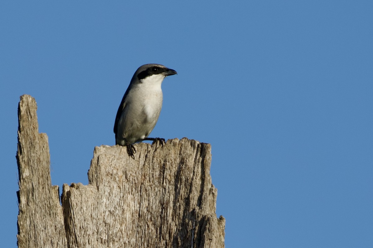 Loggerhead Shrike - ML646806145
