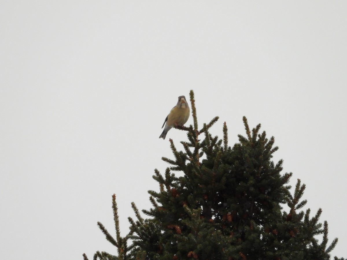 Evening Grosbeak - ML646806146