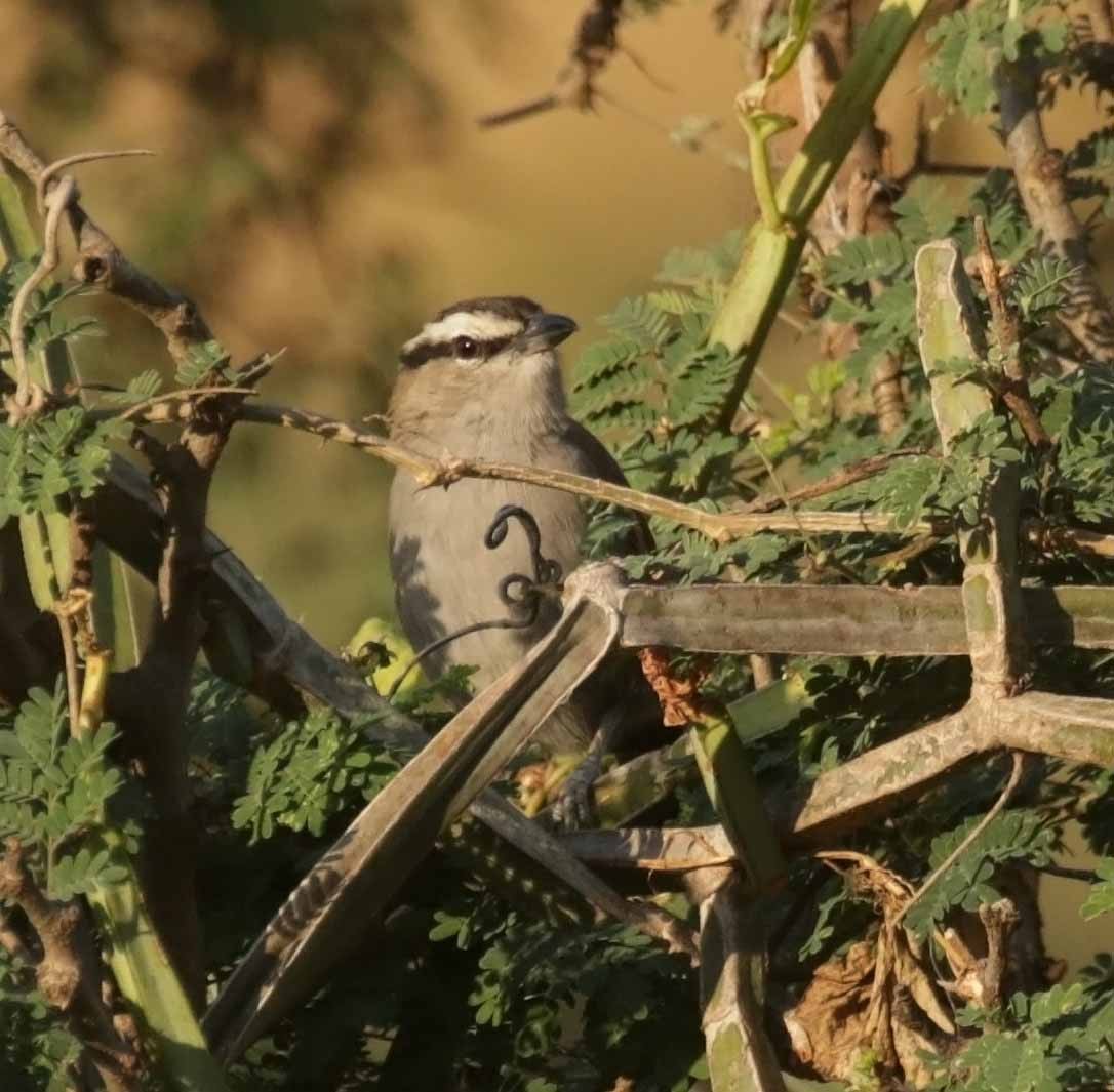 Черношапочная чагра - ML646806147