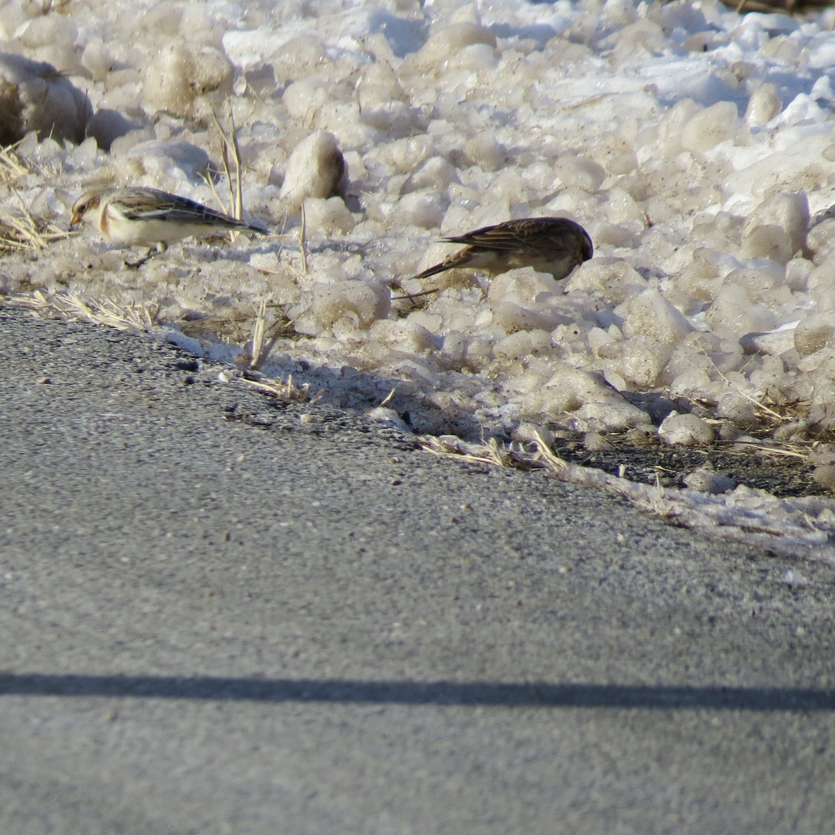 Snow Bunting - ML646806149