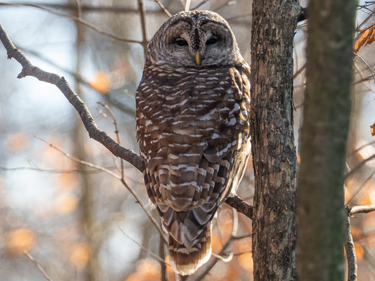 Barred Owl - ML646806151