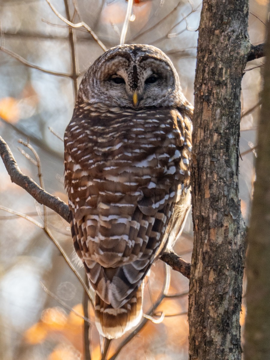 Barred Owl - ML646806152