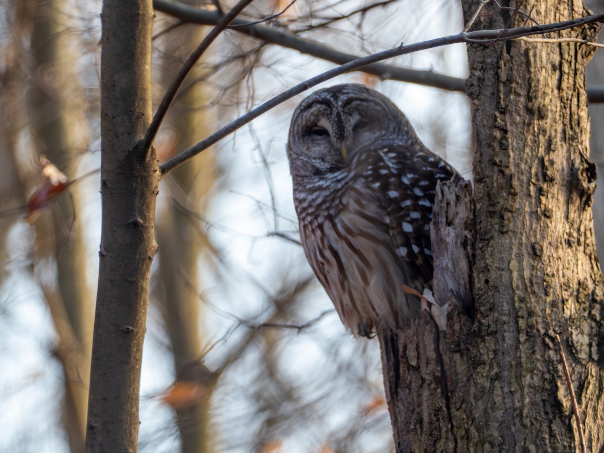 Barred Owl - ML646806153