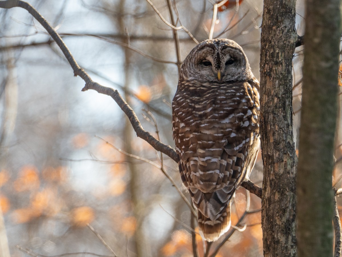 Barred Owl - ML646806154