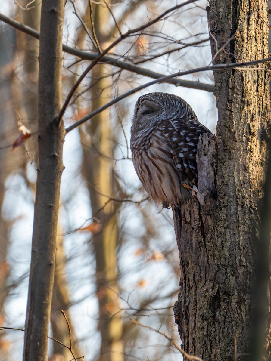 Barred Owl - ML646806155