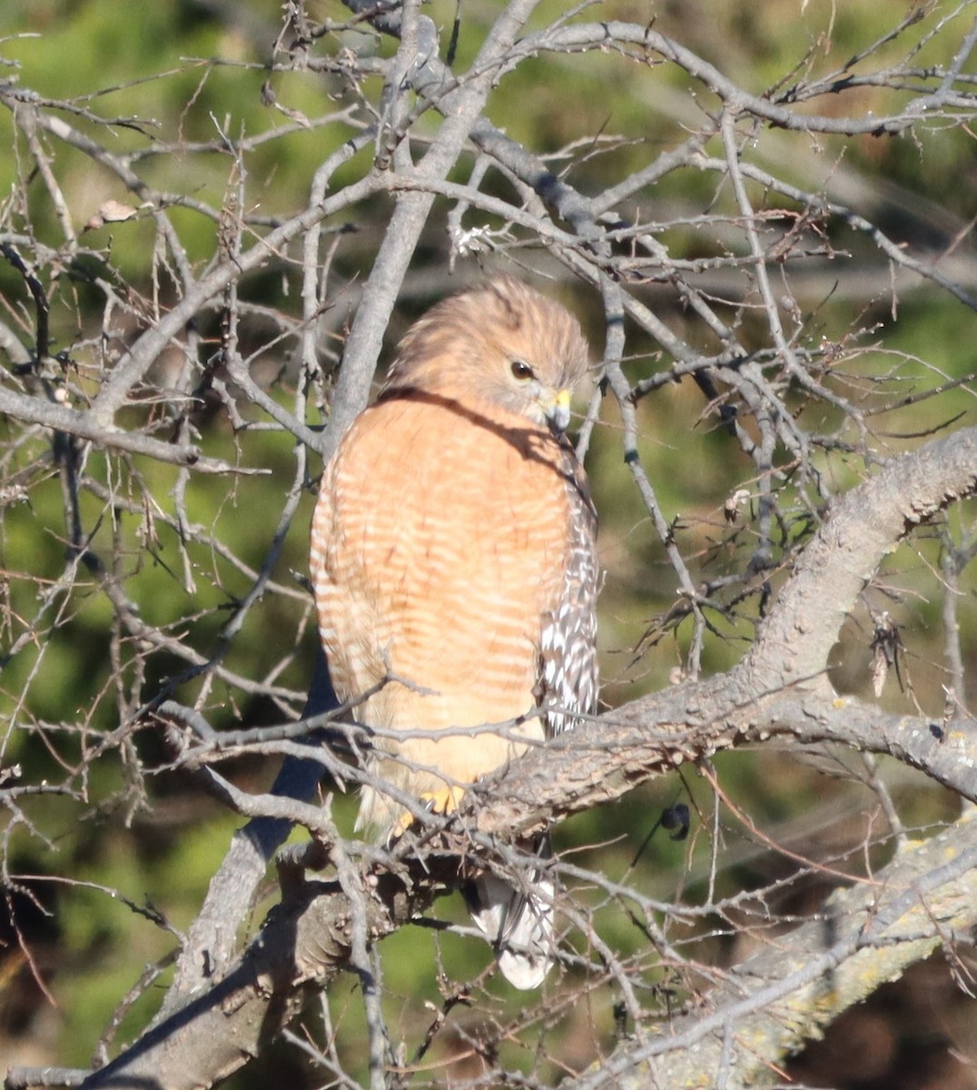 Red-shouldered Hawk - ML646806161