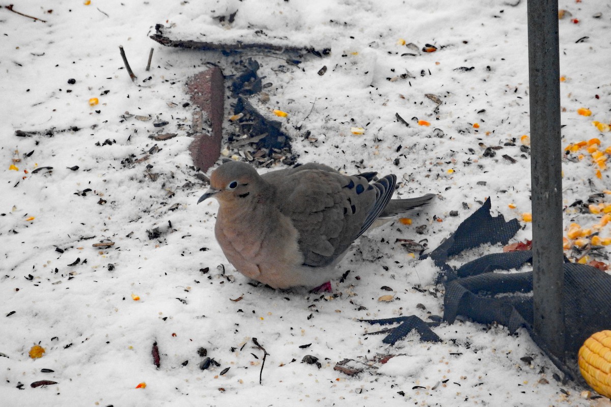 Mourning Dove - ML646806163