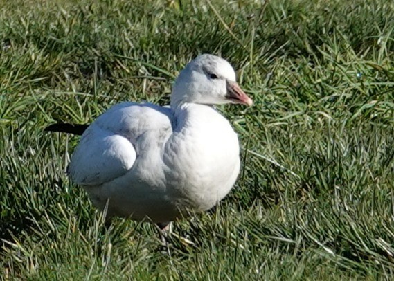 eskimogås - ML646806165