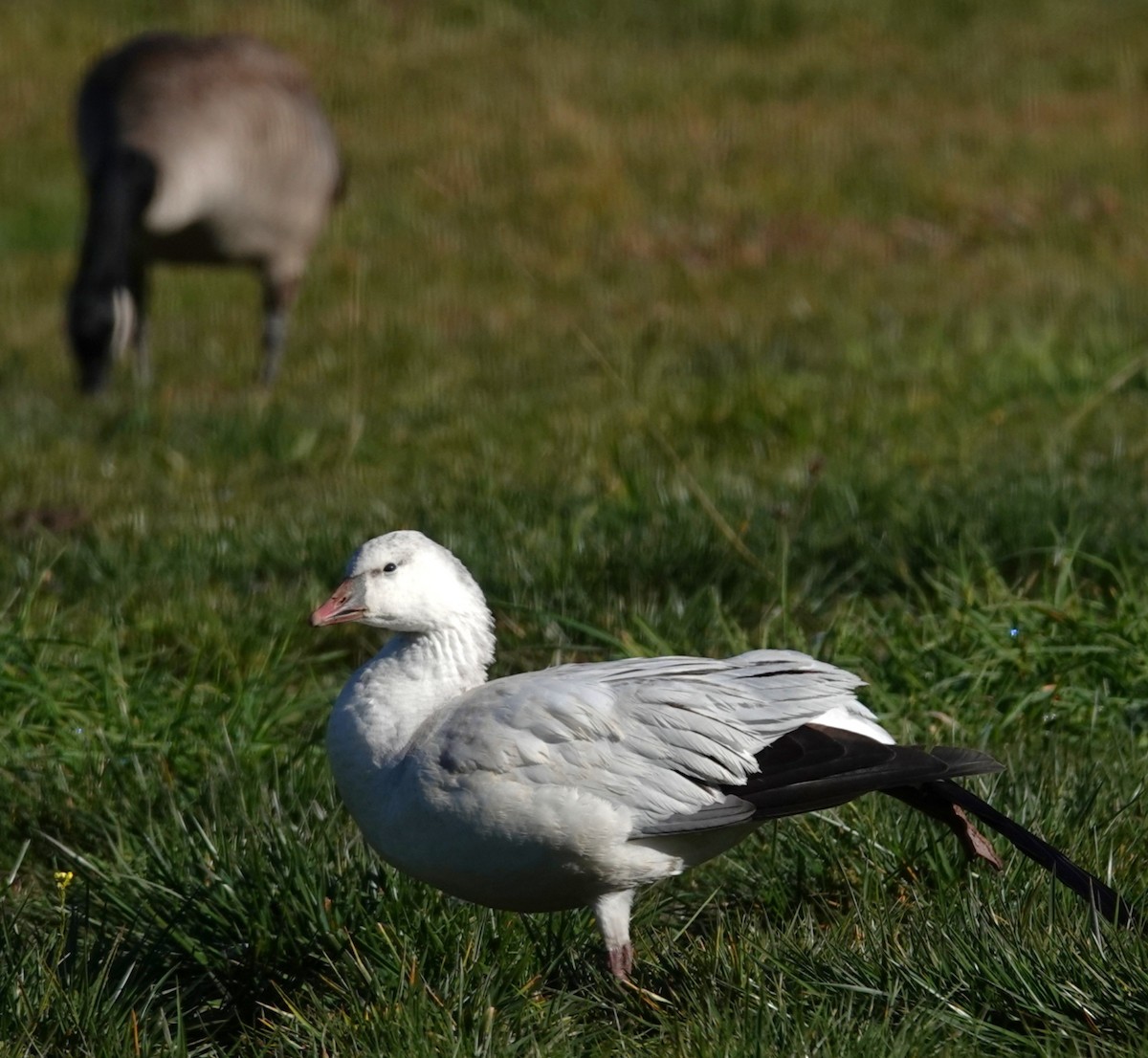 eskimogås - ML646806166