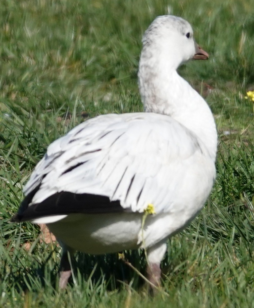 eskimogås - ML646806167