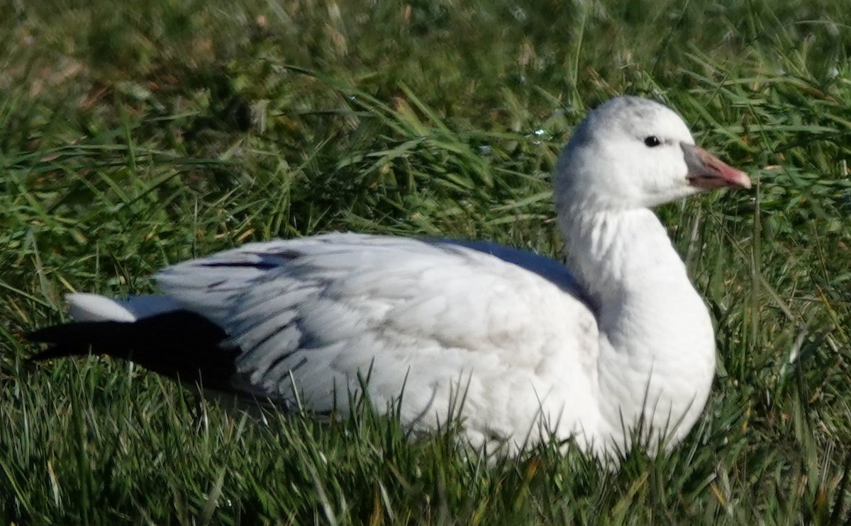 eskimogås - ML646806168