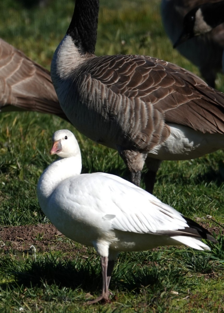 eskimogås - ML646806170