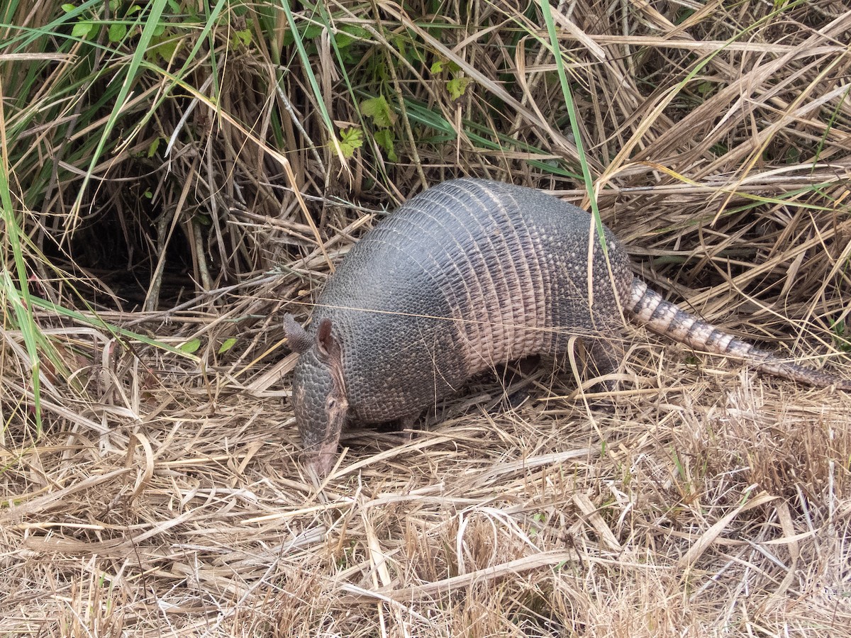 ארמדיל טאטו - ML646806171