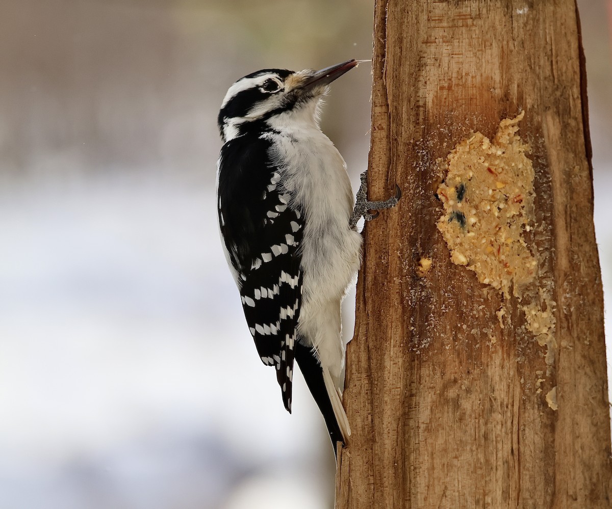 Pico Pubescente - ML646806172
