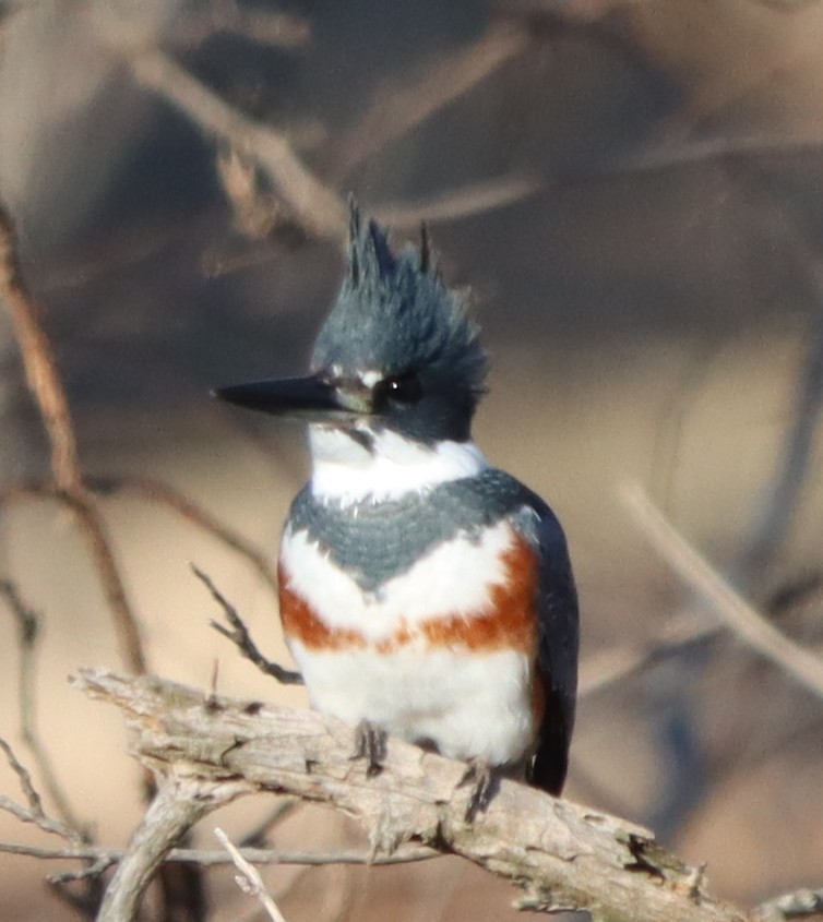 Belted Kingfisher - ML646806173