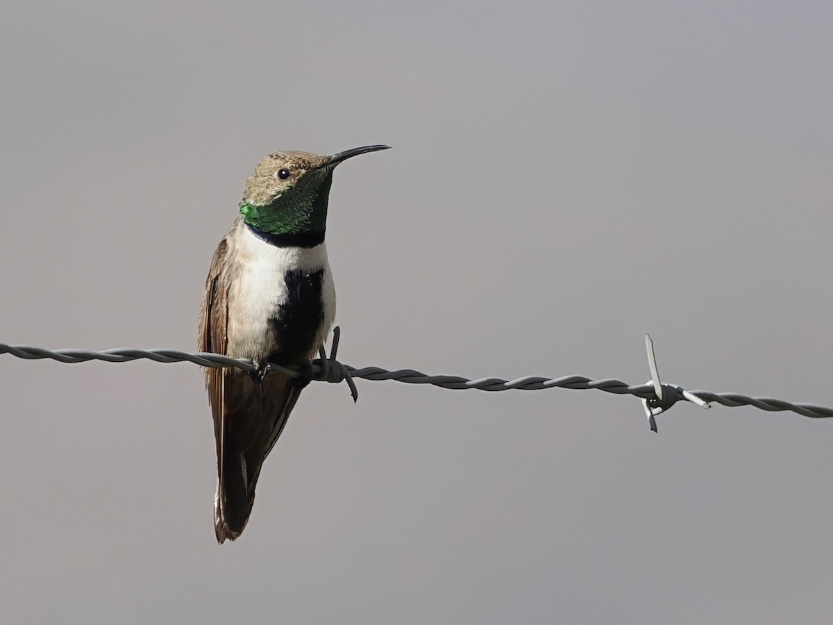 White-sided Hillstar - ML646806174