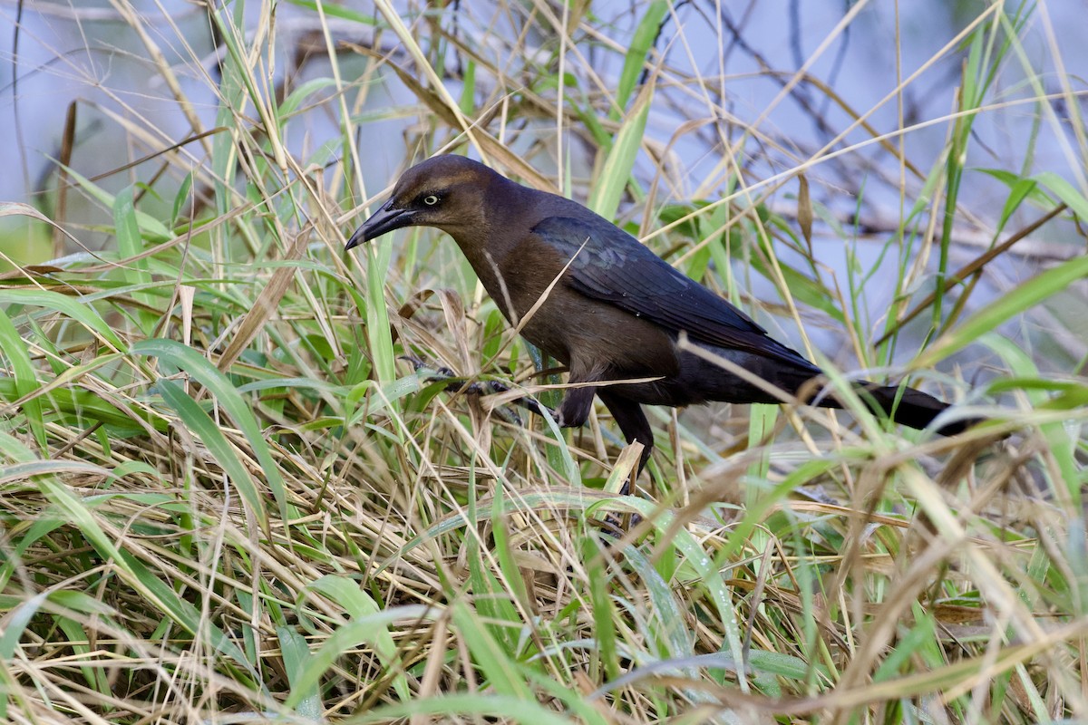 Great-tailed Grackle - ML646806175