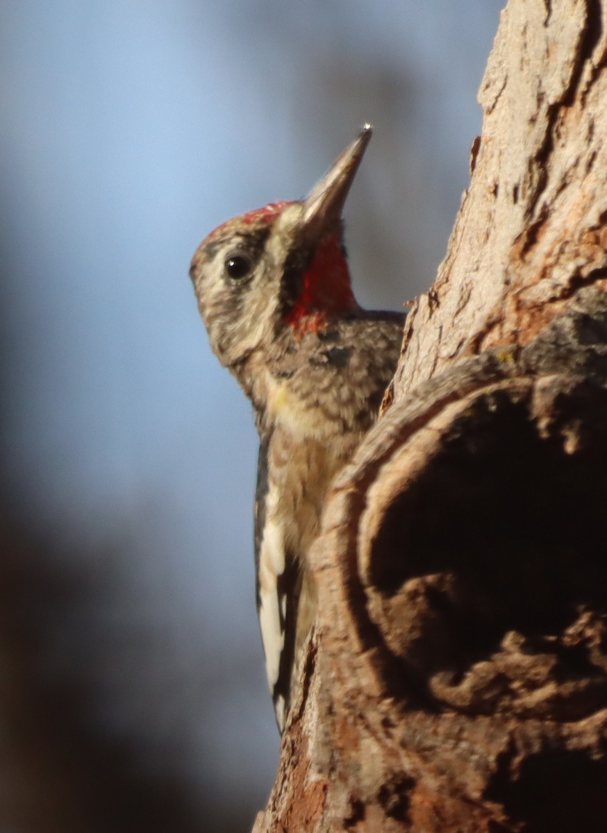 Yellow-bellied Sapsucker - ML646806176