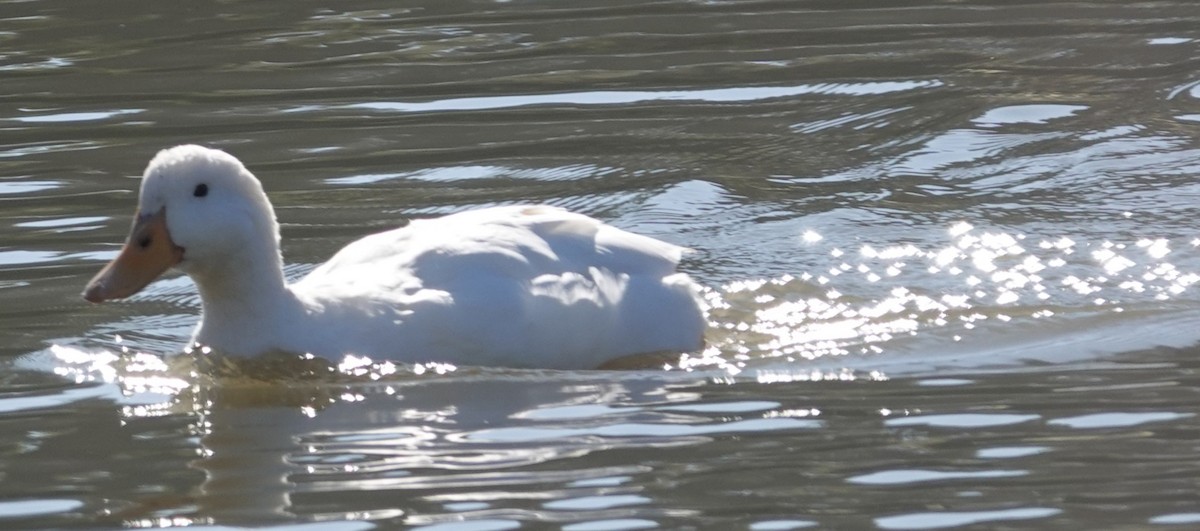 stokkand (domestisert) - ML646806177