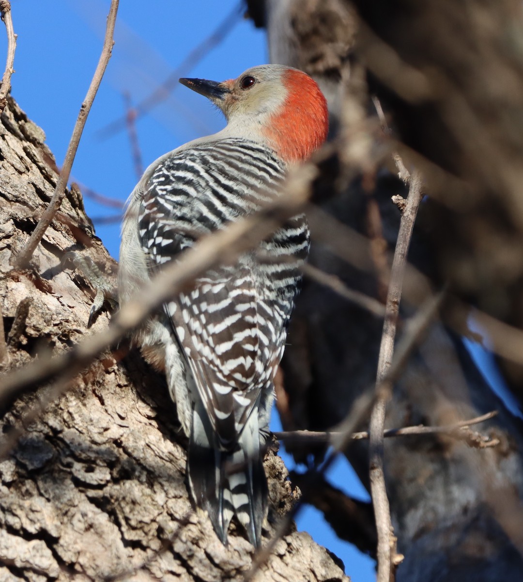 Red-bellied Woodpecker - ML646806179