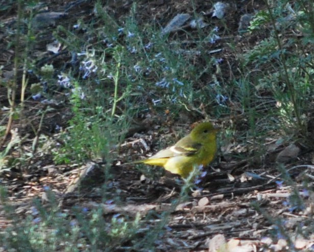 Western Tanager - ML646806180