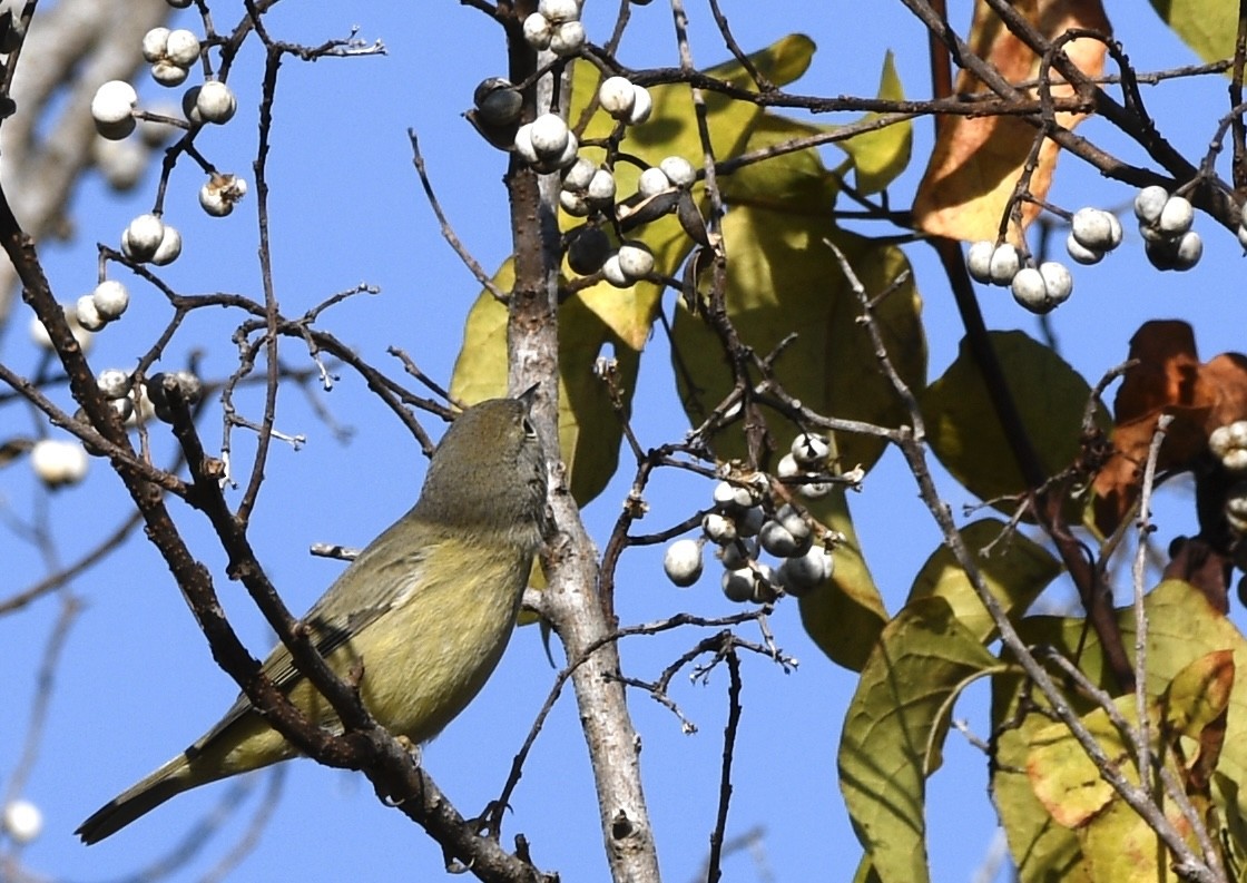 Turuncu Taçlı Ötleğen - ML646806181