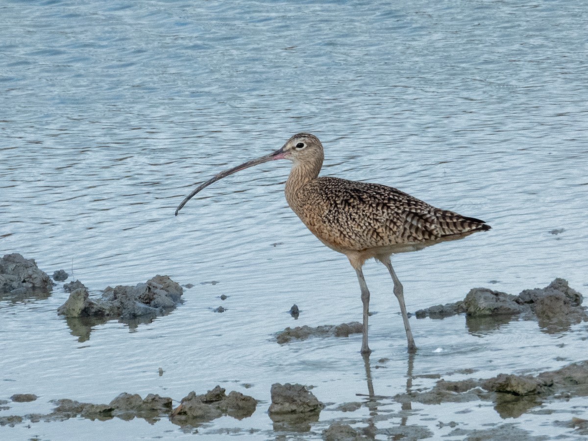 חרמשון ארוך-מקור - ML646806182