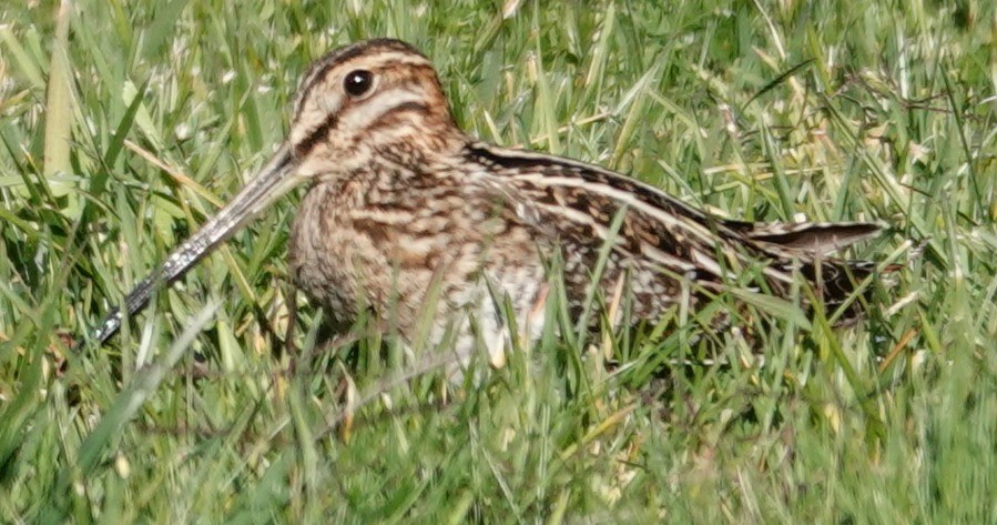 kanadabekkasin - ML646806186