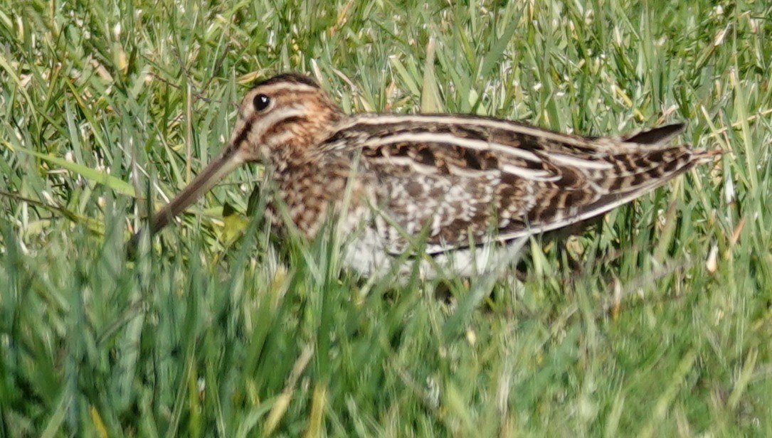 kanadabekkasin - ML646806187