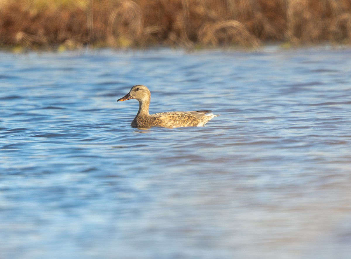 Boz Ördek - ML646806189