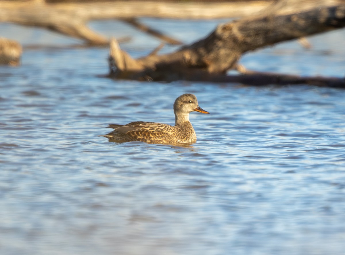 Boz Ördek - ML646806191
