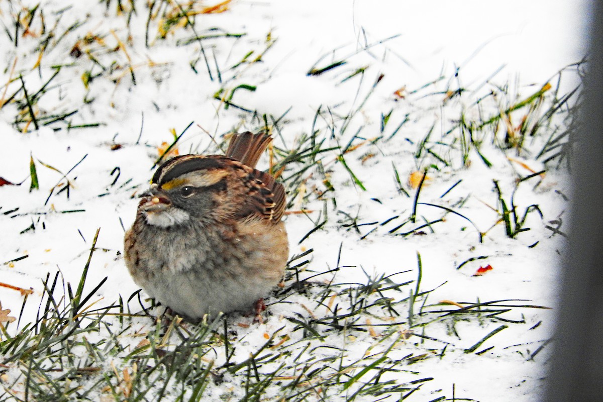 White-throated Sparrow - ML646806192