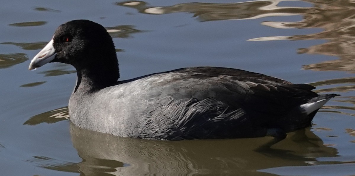 American Coot - ML646806199