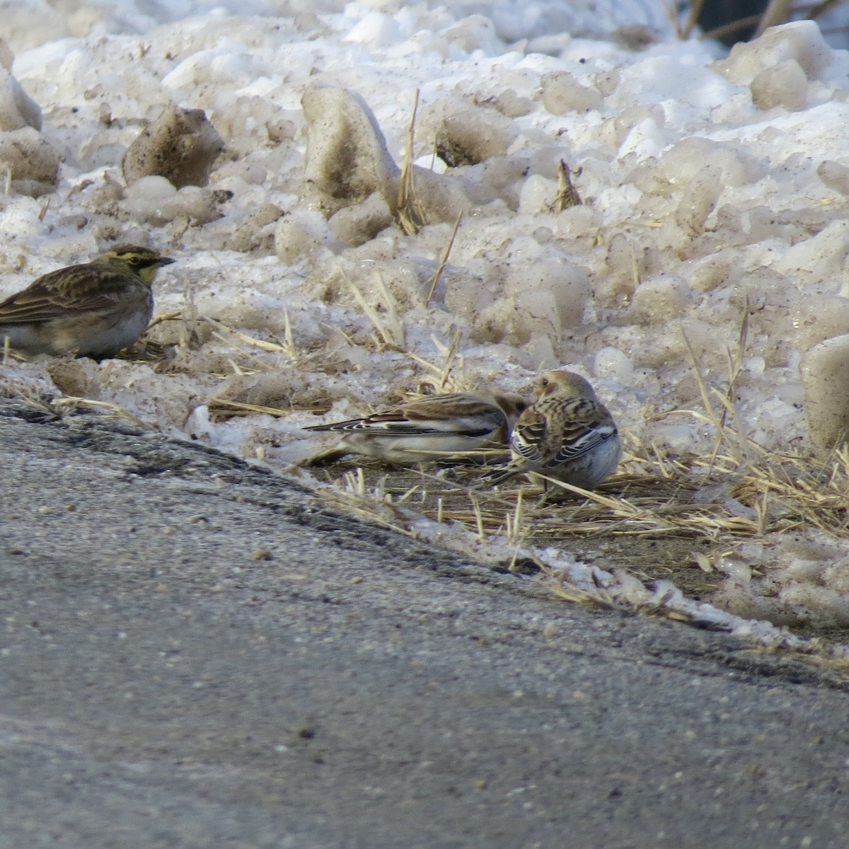 Horned Lark - ML646806201