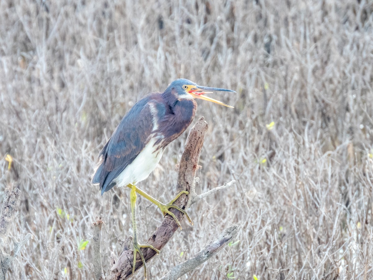 Tricolored Heron - ML646806205