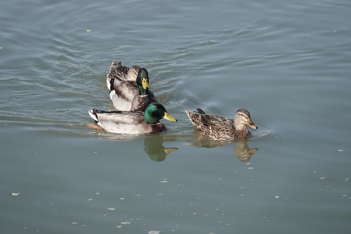 Mallard - ML646806206