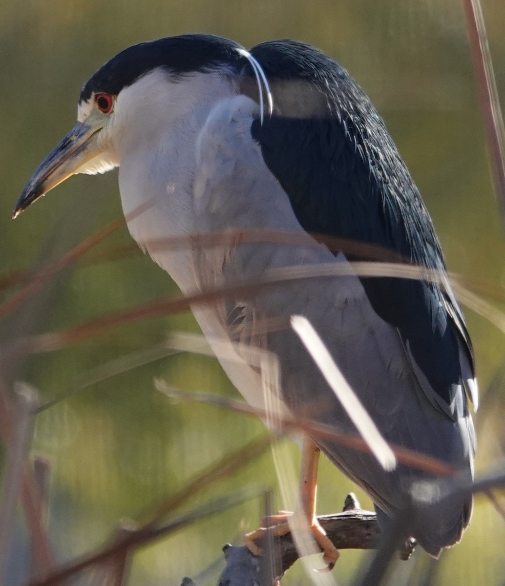 natthegre - ML646806207