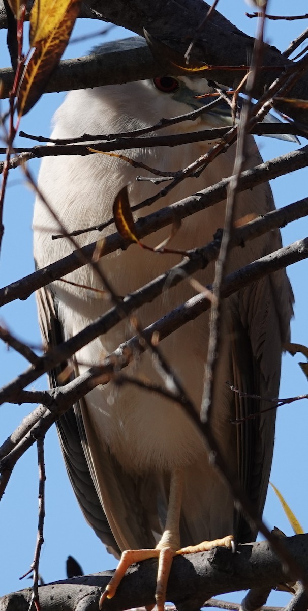 natthegre - ML646806208