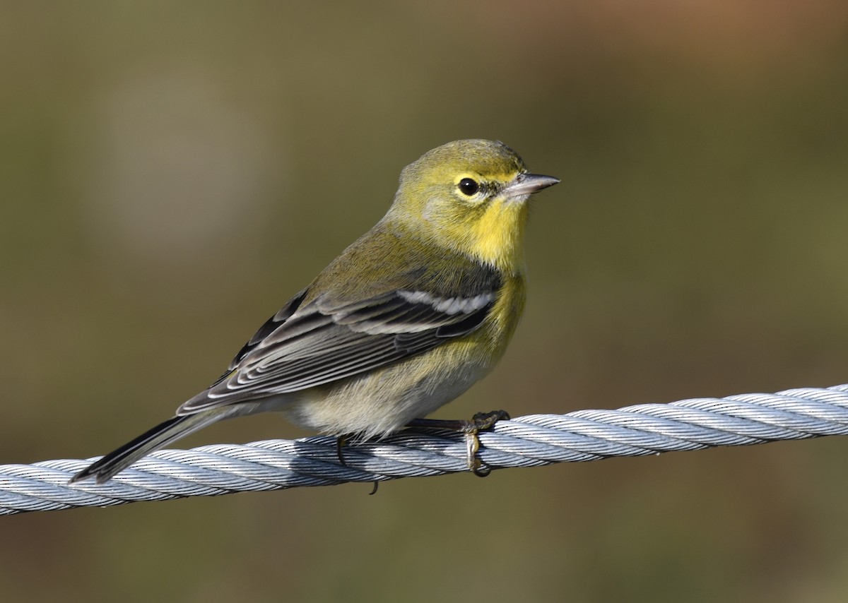 Çam Ötleğeni - ML646806212