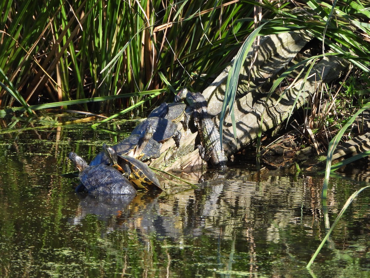 Animals - ML646806214