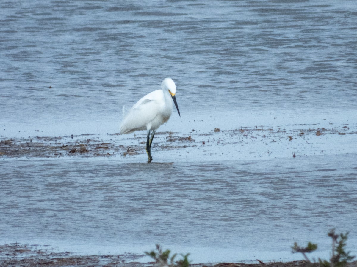 לבנית אמריקנית - ML646806216