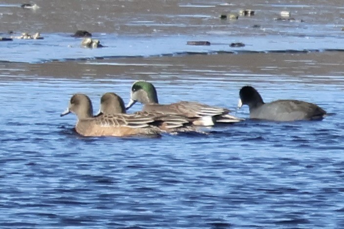 American Wigeon - ML646806218
