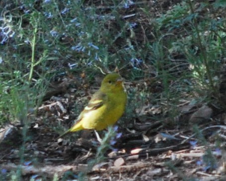 Western Tanager - ML646806219