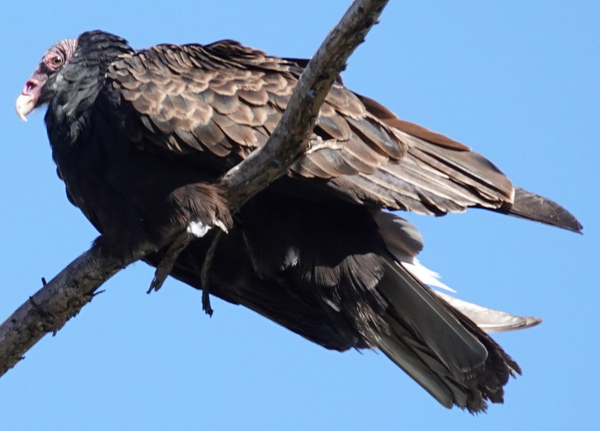 kalkunkondor - ML646806221