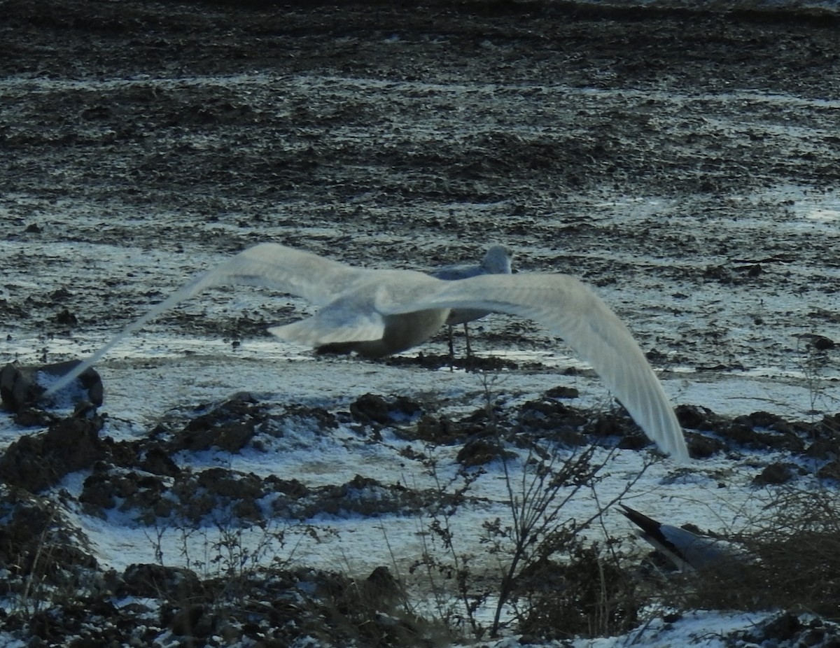 Iceland Gull (kumlieni) - ML646806222